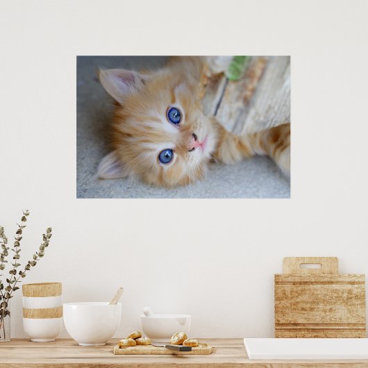Poster Belle Tabby Kitten Orange (Cuisine)