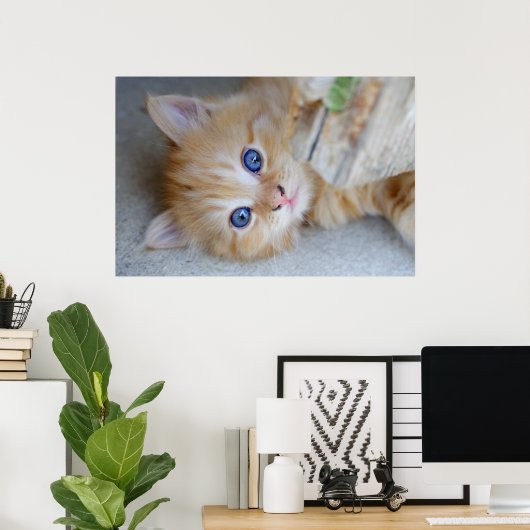 Poster Belle Tabby Kitten Orange (Bureau à domicile)