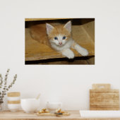 Poster Belle Tabby Kitten Orange (Cuisine)