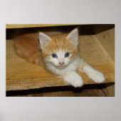 Poster Belle Tabby Kitten Orange (Devant)