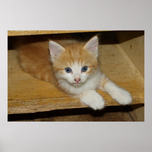 Poster Belle Tabby Kitten Orange (Devant)
