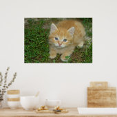 Poster Belle Tabby Kitten Orange (Cuisine)