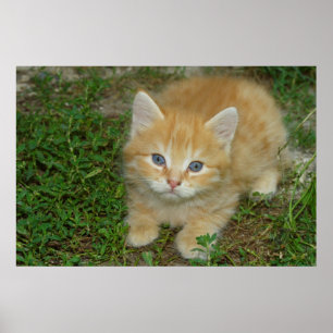 Poster Belle Tabby Kitten Orange