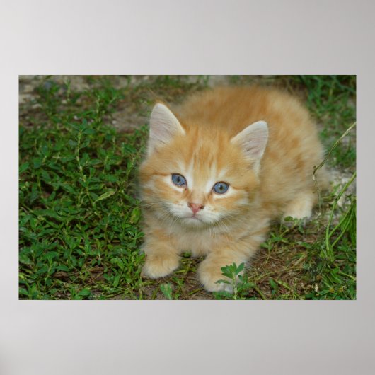 Poster Belle Tabby Kitten Orange (Devant)