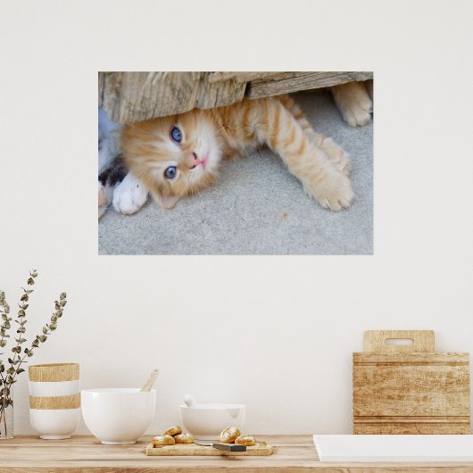 Poster Belle Tabby Kitten Orange (Cuisine)
