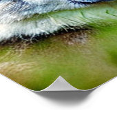 Poster Belle tête de loup Peinture (Coin)