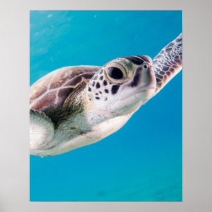 Poster Belle tortue de mer Baignade dans l'océan
