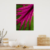 Poster Belle Très rouge et vert feuille motif de cabba (Cuisine)