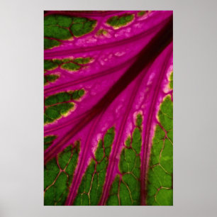 Poster Belle Très rouge et vert feuille motif de cabba