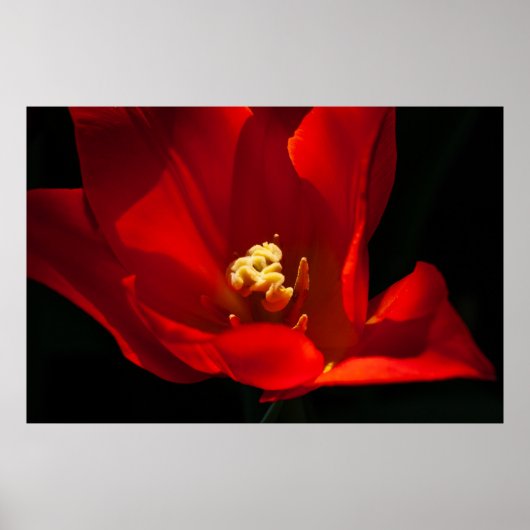 Poster Belle Tulip Flower Photography (Devant)