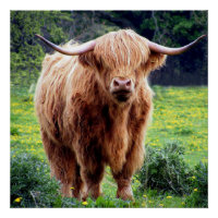 Belle vache écossaise des Highlands sur le terrain