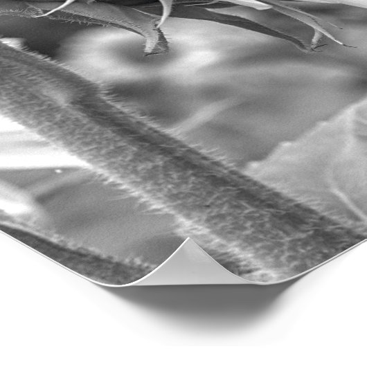 Poster Belle vue latérale de tournesol noir et blanc (Coin)