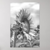 Poster Belle vue latérale de tournesol noir et blanc (Devant)
