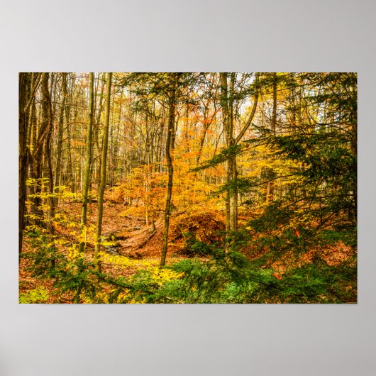 Poster Belles Couleurs d'Automne Arbres Forêt (Devant)