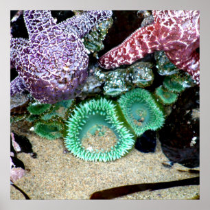 Poster Belles étoiles de mer et photographie verte