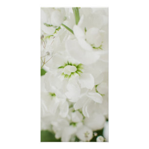 Poster Belles fleurs blanches par Ava