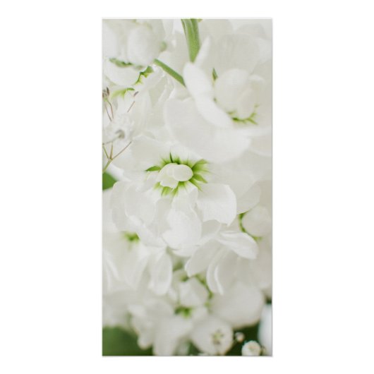 Poster Belles fleurs blanches par Ava (Devant)
