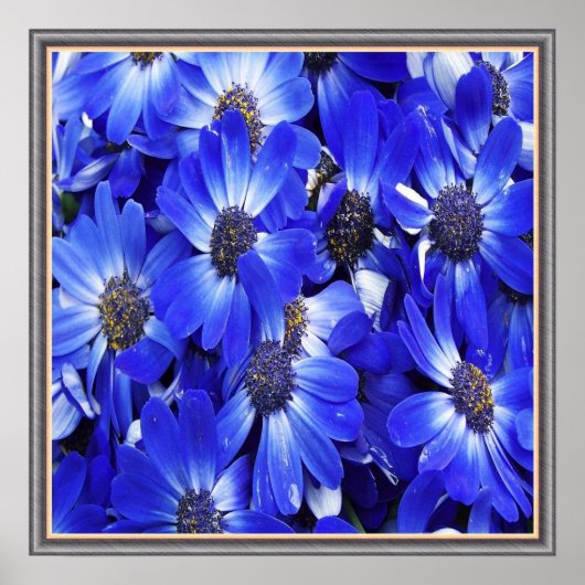 Poster Belles Fleurs Bleues (Devant)