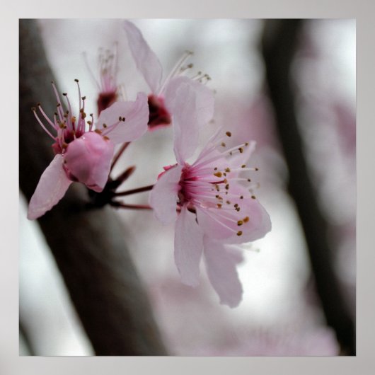 Poster Belles fleurs de cerisier (Devant)
