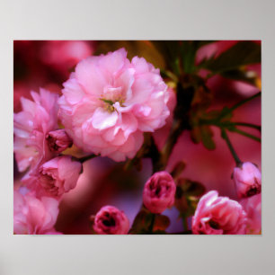 Poster Belles fleurs de cerisiers rose printemps