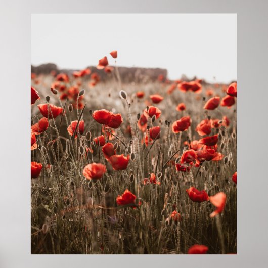 Poster belles fleurs de coquelicot (Devant)