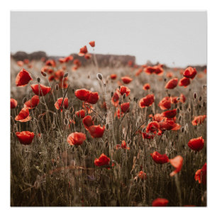 Poster belles fleurs de coquelicot