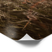 Poster belles fleurs de coquelicot (Coin)