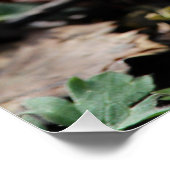 Poster Belles fleurs de Crocus de printemps violet profon (Coin)