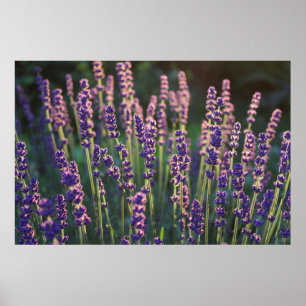 Poster Belles fleurs de Lavande illuminée