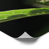 Poster Belles fleurs de Plante de Pokeweed blanc (Coin)