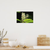 Poster Belles fleurs de Plante de Pokeweed blanc (Cuisine)
