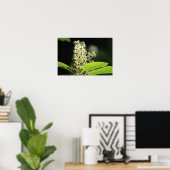 Poster Belles fleurs de Plante de Pokeweed blanc (Bureau à domicile)