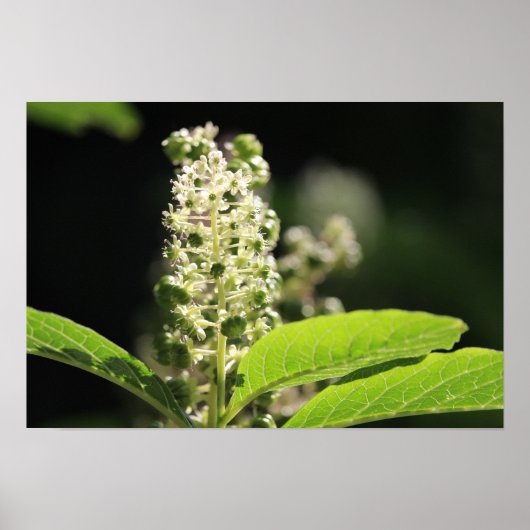 Poster Belles fleurs de Plante de Pokeweed blanc (Devant)