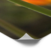 Poster Belles fleurs de tulipes rouges. (Coin)