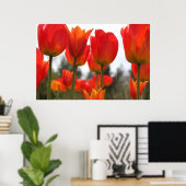 Poster Belles fleurs de tulipes rouges. (Bureau à domicile)