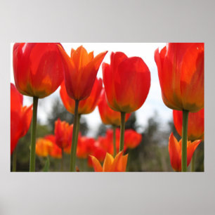 Poster Belles fleurs de tulipes rouges.