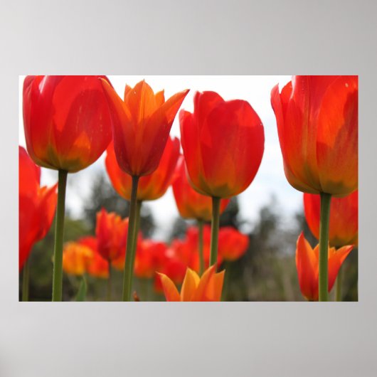 Poster Belles fleurs de tulipes rouges. (Devant)