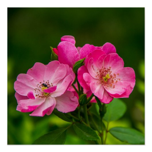 Poster Belles fleurs roses-6845 (Devant)