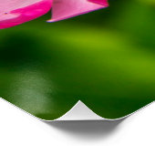 Poster Belles fleurs roses-6845 (Coin)