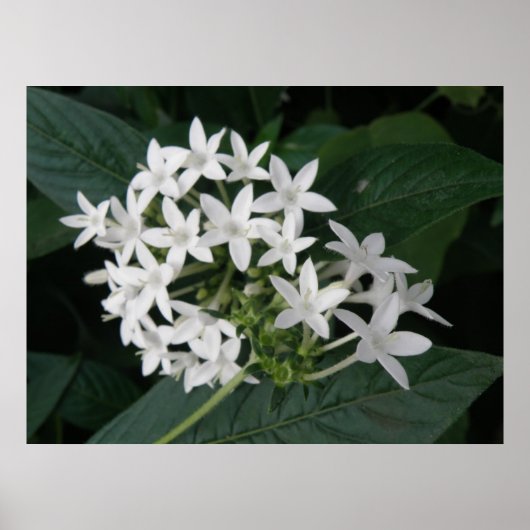 Poster Belles fleurs tropicales blanches Imprimer (Devant)