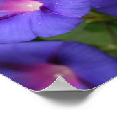 Poster Belles gloires du matin en fleurs (Coin)