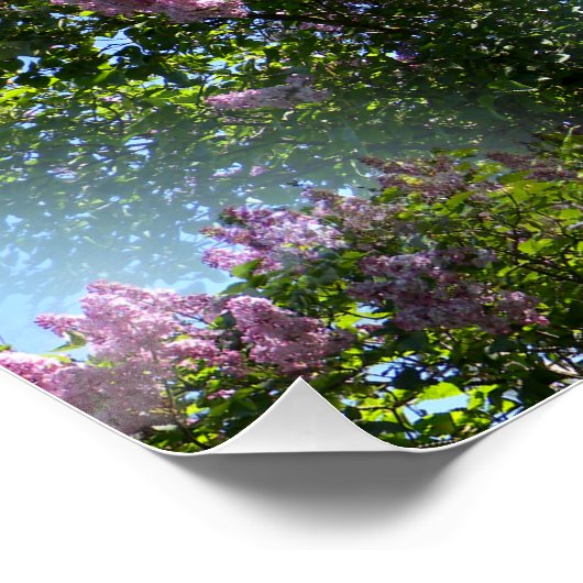 Poster Belles Lilacs... (Coin)