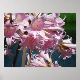 Poster Belles Lys Roses