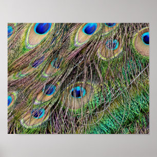 Poster Belles plumes de paon