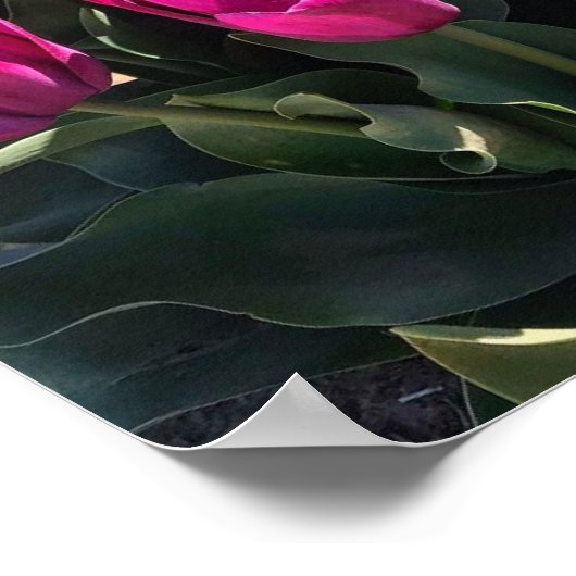 Poster Belles tulipes (Coin)