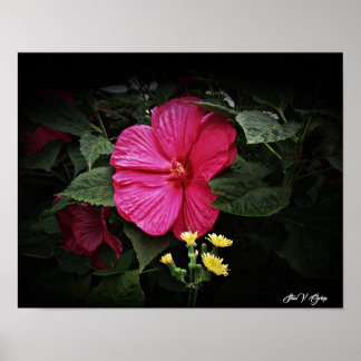 Poster Belles Visions Hibiscus Floral Wall Art GPsg