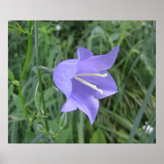 Poster Bellflower (homonymie)