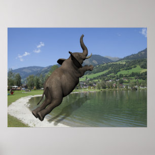 Poster Belly Flop Elephant