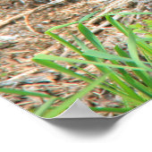 Poster Belly Up Momma Bear et Twin Cubs (Coin)