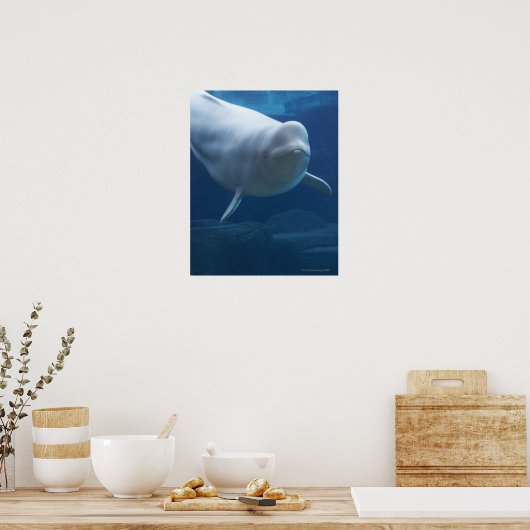 Poster Béluga (Delphinapterus leucas) (Cuisine)